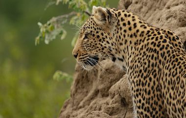 Leopard Found in Mahavitaran Office: महावितरण कार्यालयात शिरला बिबट्या; राजगुरुनगर येथील घटना (Watch Video)