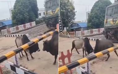 Bull Fight On Railway Track: खतरनाक! थेट रेल्वे रुळाजवळ बैलांची झुंज, लोको पायलटने थांबवली ट्रेन