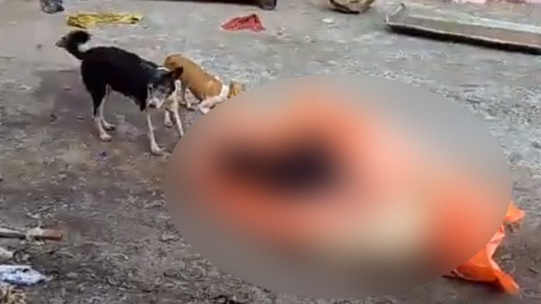 Dogs Ate The Corpse: मानवतेला काळीमा फासणारी घटना! झाशीतील पोस्ट मॉर्टम हाऊसमध्ये बाहेर ठेवण्यात आलेला मृतदेह कुत्र्यांनी खाल्ला; पहा धक्कादायक व्हिडिओ