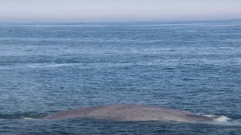 Rare Sighting of Blue Whale: Massachusetts मध्ये दोनदा ब्लू व्हेलचं दर्शन; दुर्मिळ नजारा (Watch Video)