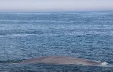 Rare Sighting of Blue Whale: Massachusetts मध्ये दोनदा ब्लू व्हेलचं दर्शन; दुर्मिळ नजारा (Watch Video)