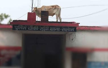 Bull Climbs Onto Roof of the Police Station: बैल चढला पोलीस स्टेशनच्या छतावर, उत्तर प्रदेशमधील घटना