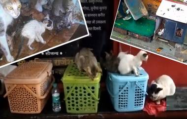 TMC Demolishes Cat Shelter: ठाणे मनपाने मांजर निवारा शेड पाडले, 150 मांजरी बेपत्ता; प्राणीमित्रांमध्ये संताप (Watch Video)