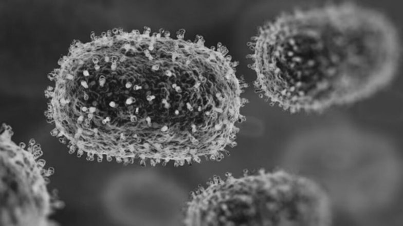 Chandipura Virus Gujarat: गुजरातमध्ये 50 जण चांदीपुरा विषाणू संक्रमित, 16  रुग्णांचा मृत्यू; आरोग्यमंत्र्यांची माहिती