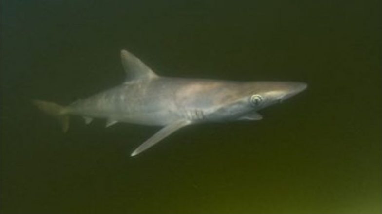 Cocaine Sharks: ब्राझिलियन शार्कमध्ये उच्च पातळीच्या अमली पदार्थांचा समावेश; शास्त्रज्ञांच्या संशोधनातून माहिती उघड