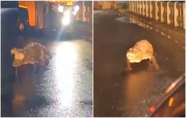 Crocodile on Shivnadi Bridge: शिवनदी पुलावर मगरीचा मुक्त वावर, व्हिडिओ व्हायरल (Watch)