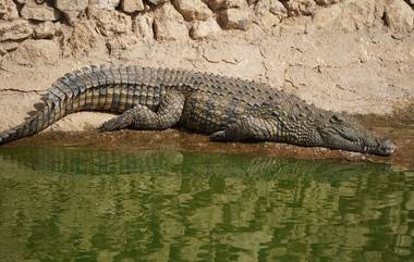 Crocodile Spotted in Mithi River: वांद्रे कुर्ला कॉम्प्लेक्सजवळ मिठी नदीत मगर दिसली; अधिकाऱ्यांकडून नागरिकांना निर्धास्त राहण्याचे आवाहन