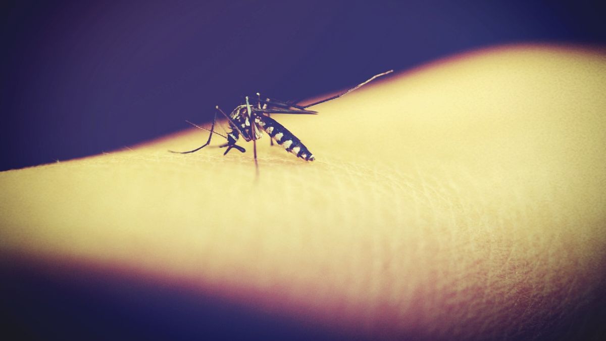 Reduce the Risk of Dengue During Monsoon: पावसाळ्यामध्ये वाढणाऱ्या डेंग्यू आजाराचा धोका कसा कमी करावा?