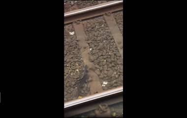 Fish In Mumbai Local Track: मुंबईत रेल्वे ट्रॅकवर साचलेल्या पाण्यात पोहतात मासे (Watch Video)