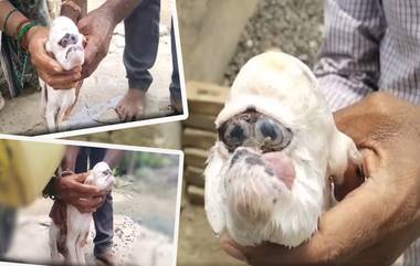 Baby Goat Born With Human-Like Face: शेळीला जन्मले मानवी तोंडवळा असेले पिल्लू, चंद्रपूर जिल्ह्यातील Chek Beradi गावातील घटना (Watch Video)