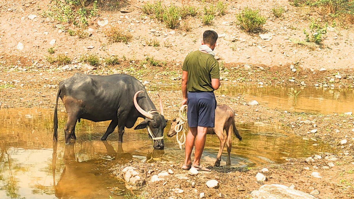 Buffalo Resolve Ownership Dispute: हुशार म्हैस; दोन मालकांच्या मालकीचा वाद सोडवला, पंचायत पाहातच राहिली