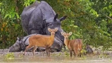 Wildlife Tragedy: आसाममध्ये आलेल्या पुरात काझीरंगा राष्ट्रीय उद्यानातील 131 वन्य प्राण्यांचा मृत्यू