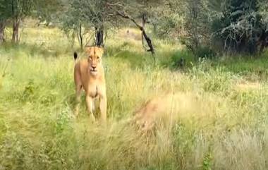 Lion-Hyena Encounter: हायना आणि सिंह यांच्यात संघर्ष; वन्यजीवांचे असामान्य वर्तन पाहून अभ्यासकही चक्रावले (Watch Video)