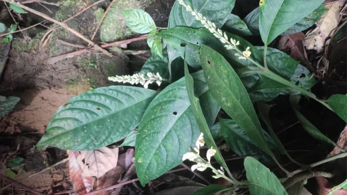 New Plant Species in Arunachal Pradesh: अरुणाचल प्रदेश वन्यजीव अभयारण्यात सापडल्या नवीन वनस्पती प्रजाती