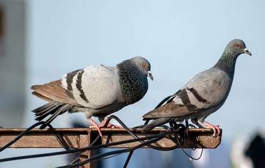 Lung Disease Due To Pigeons: कबूतरांच्या सतत संपर्कात राहिल्याने होऊ शकतो फुफ्फुसाचा गंभीर आजार; दिल्ली रुग्णालयाच्या अभ्यासात समोर आली धक्कादायक माहिती