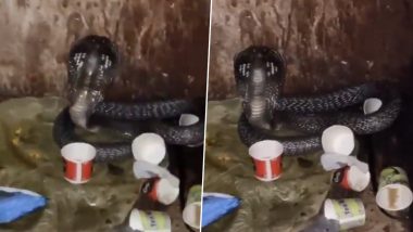 Snake Found in Police Station: गाझियाबादमधील पोलिस स्टेशनच्या लॉकअपमध्ये आला कोब्रा साप, खूप प्रयत्नांनंतर सुटका - VIDEO