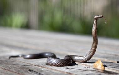 First Aid for Snakebites: सर्पदंश झाल्यास डॉक्टरांकडे जाण्यापूर्वी काय करावे