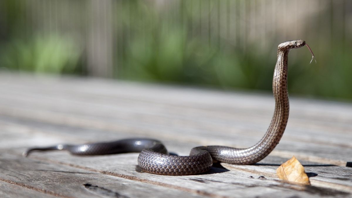 Man Found With Snakes: चॉकलेट बॉक्समधून सापांच्या तस्करीचा प्रयत्न; मुंबई विमानतळावर तपासनीदरम्यान तरुणाला अटक