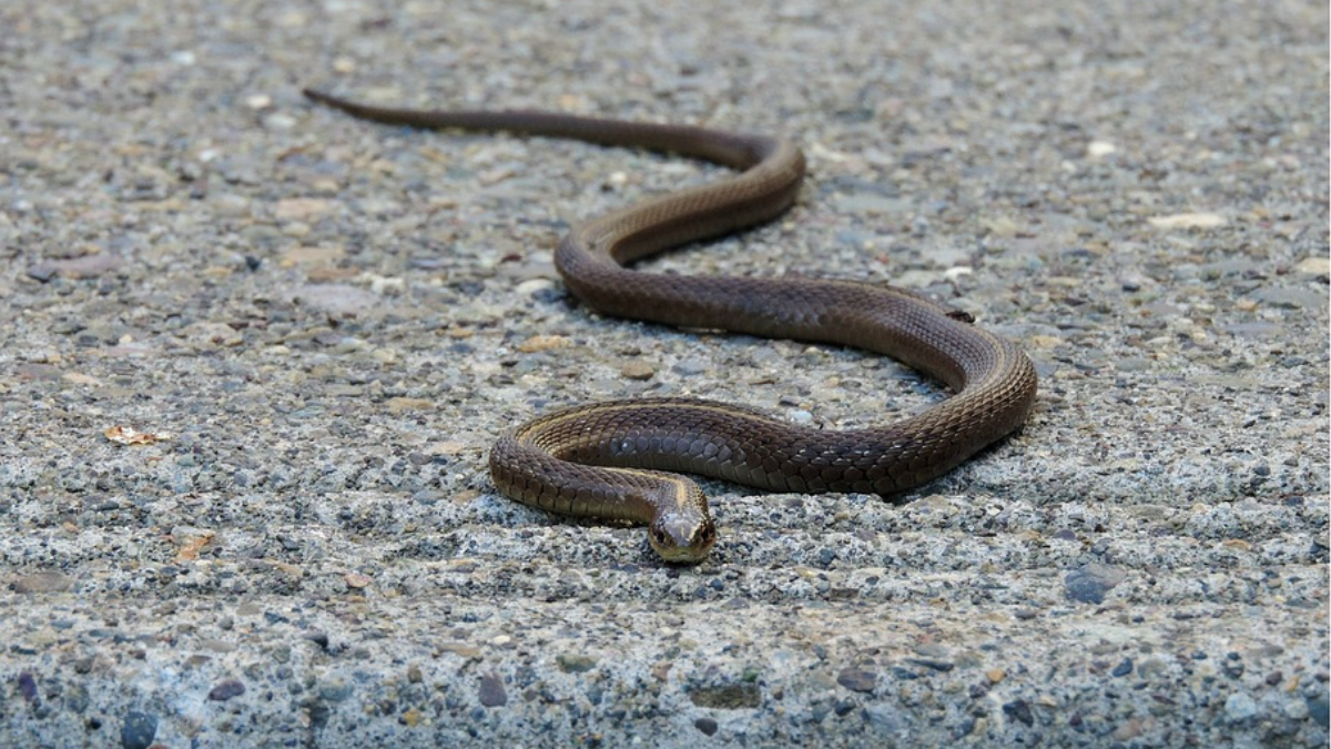 Bihar Man Bites Back Snake: विचित्र घटना, तरुणाने सापाचा घेतला चावा, काही वेळातच त्याचा मृत्यू