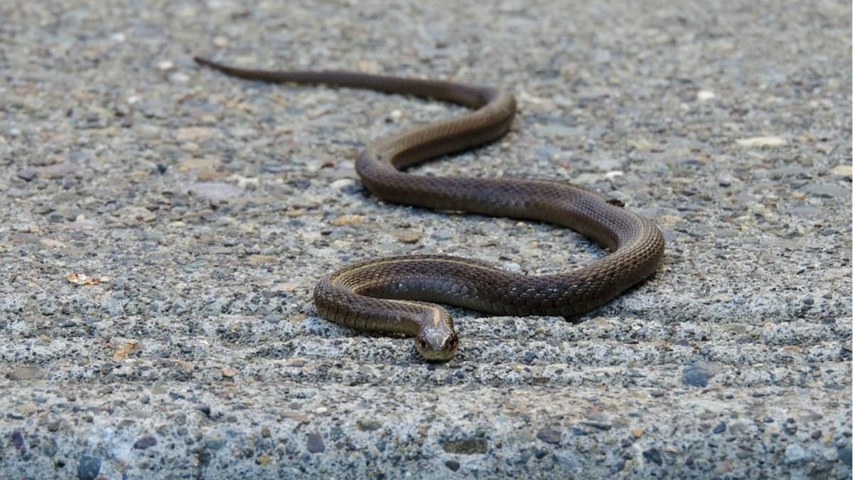 Snake Mating Dance Nagpur: दोन सापांचे मिलन, व्हिडिओ सोशल मीडियावर व्हायरल