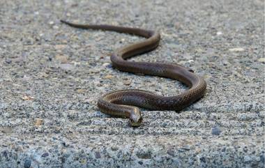 Man Bites Snake to Death: माणूस चावल्याने सापाचा मृत्यू, बिहारमधील नवादा येथील घटना