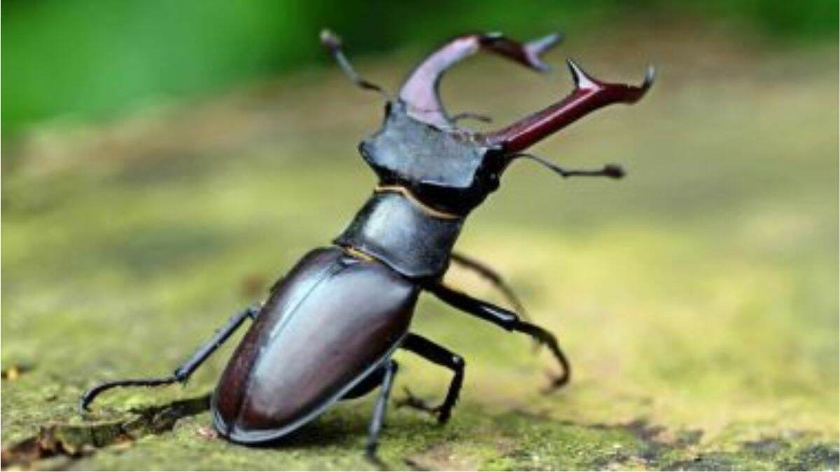 World's Most Expensive Insect: 75 लाख रुपयांचा कीटक! स्टॅग बीटल इतका महाग का आहे? घ्या जाणून