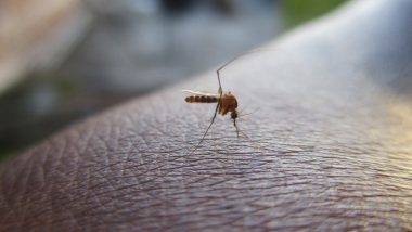 Zika Virus: महाराष्ट्रात झिका व्हायरसचा धोका वाढला, पुण्यात आणखी 3 नवीन रुग्णांना लागण