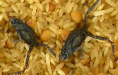 Dead Frog Found in Anganwadi Khichdi: पंढरपूरमध्ये शालेय पोषण आहारातील खिचडीत आढळला मेलेला बेडूक; पालकांकडून संताप व्यक्त