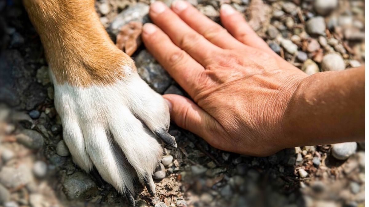 Rabies Symptoms and Causes:  रेबीज म्हणजे काय? त्याची लक्षणे आणि कारणे कोणती? प्राणघातक संसर्गापासून दूर राहण्यासाठी काय करावे?