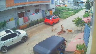 Dog Attack Video: संगारेड्डी जिल्ह्यात 6 भटक्या कुत्र्यांचा लहान मुलावर हल्ला, पहा धक्कादायक व्हिडिओ (Watch)