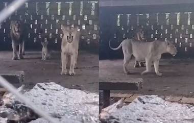 Gujarat Farmer Finds Lion Family in Courtyard: मुसळधार पावसामुळे हैराण सिंहाचा शेतकऱ्याच्या गोठ्यात आश्रय(Watch Video)