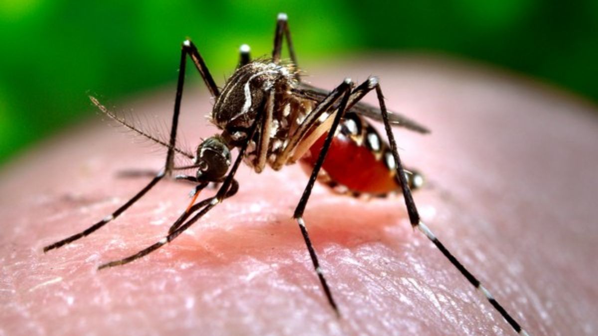 Zika Cases in Maharashtra: राज्यात झिका आजाराच्या रुग्णांची संख्या 25 वर; डासांसाठी पोषक वातावरण निर्माण होऊ देवू न देण्याचे आरोग्य विभागाचे आवाहन, जाणून घ्या कशी घ्याल काळजी