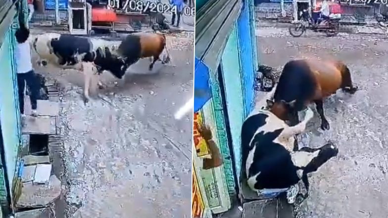 Ghaziabad: भररस्त्यात दोन बैलांची झुंज, तरुणाचा थोडक्यात वाचला जीव (Wacth Video)