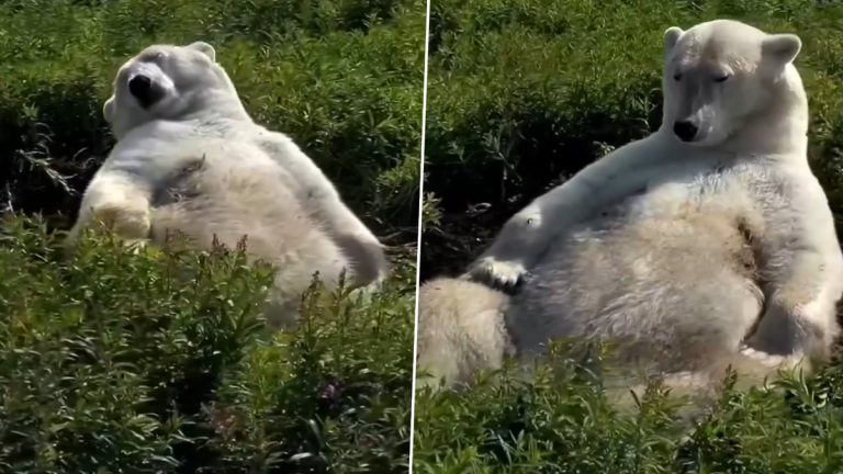 Polar Bear Viral Video: ध्रुवीय अस्वलाचा हा मजेदार व्हिडिओ होत आहे मोठ्या प्रमाणात व्हायरल