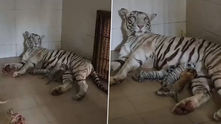 Tigress Meera Gave Birth To 3 Cubs In Gwalior Zoo: ग्वाल्हेर प्राणीसंग्रहालयात पांढरी वाघीण 'मीरा'ने दिला तीन शावकांना जन्म (Watch Video)