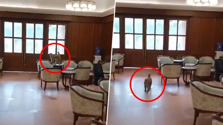 Monkey Inside Parliament Video: संसदेच्या आवारात घुसले माकड, व खासदारांसाठी राखीव असलेल्या लॉबीमध्ये फिरत होते